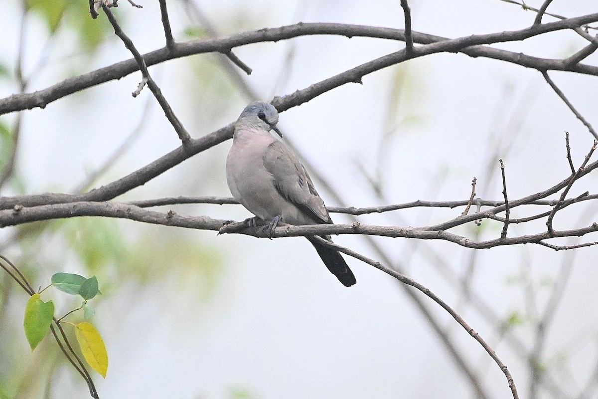 Black-billed Wood-Dove - ML616947045