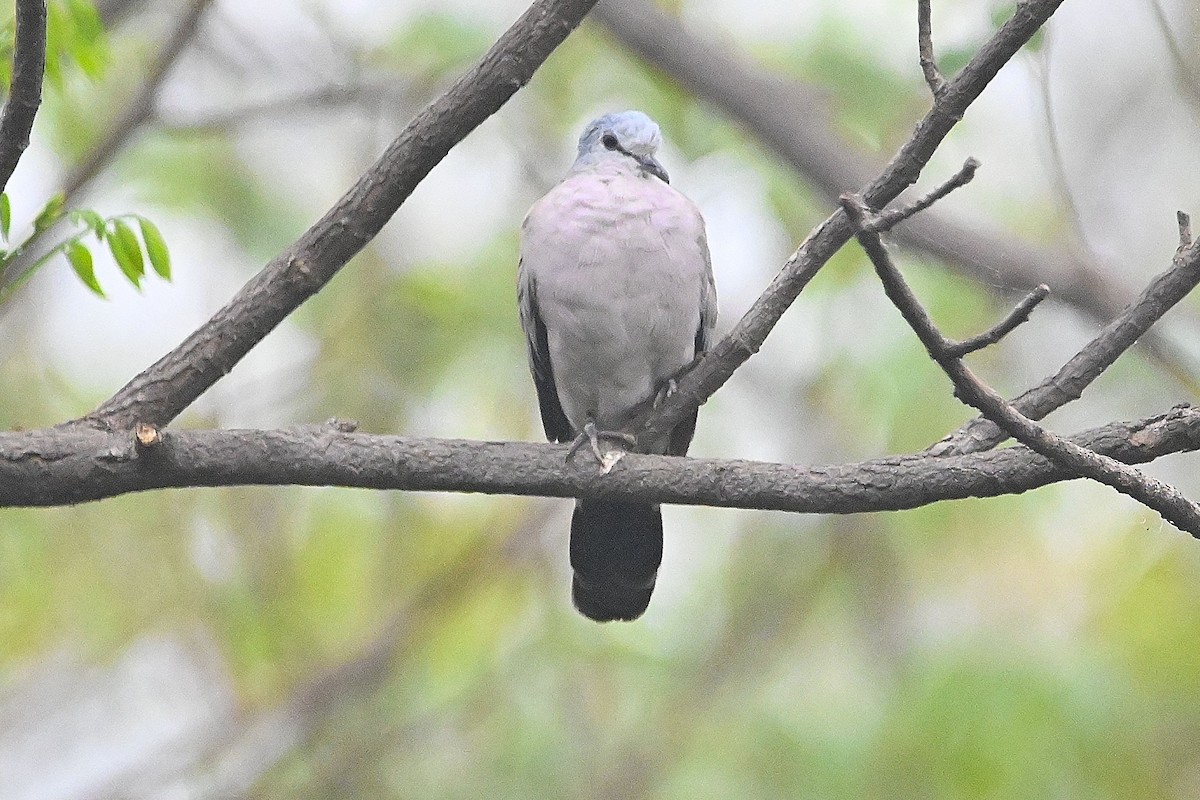 Black-billed Wood-Dove - ML616947046