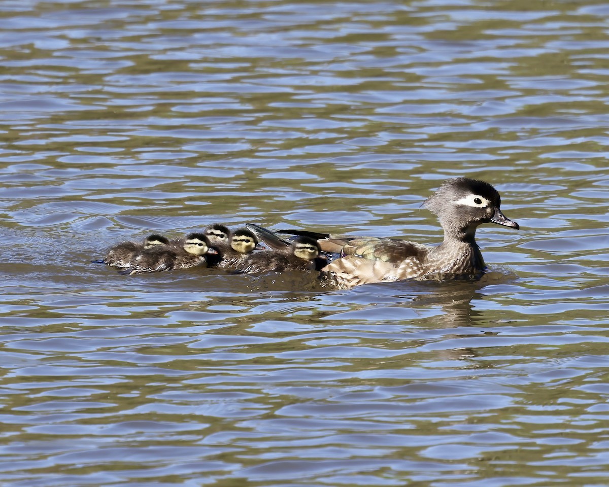 Wood Duck - ML616947047