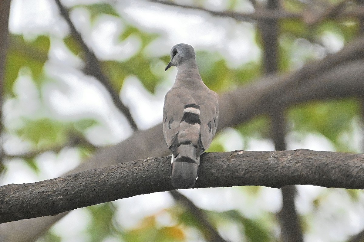 Black-billed Wood-Dove - ML616947051