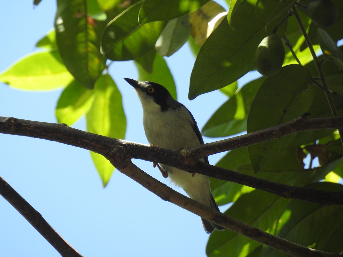 Hooded Tanager - ML616947052