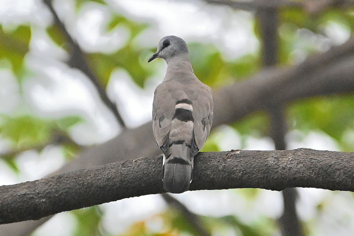 Black-billed Wood-Dove - ML616947057