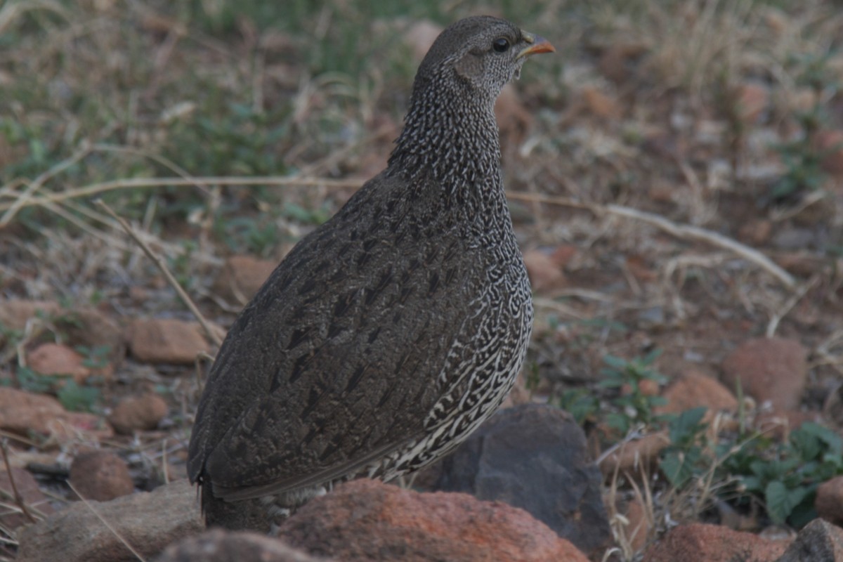 Natal Spurfowl - ML616947064