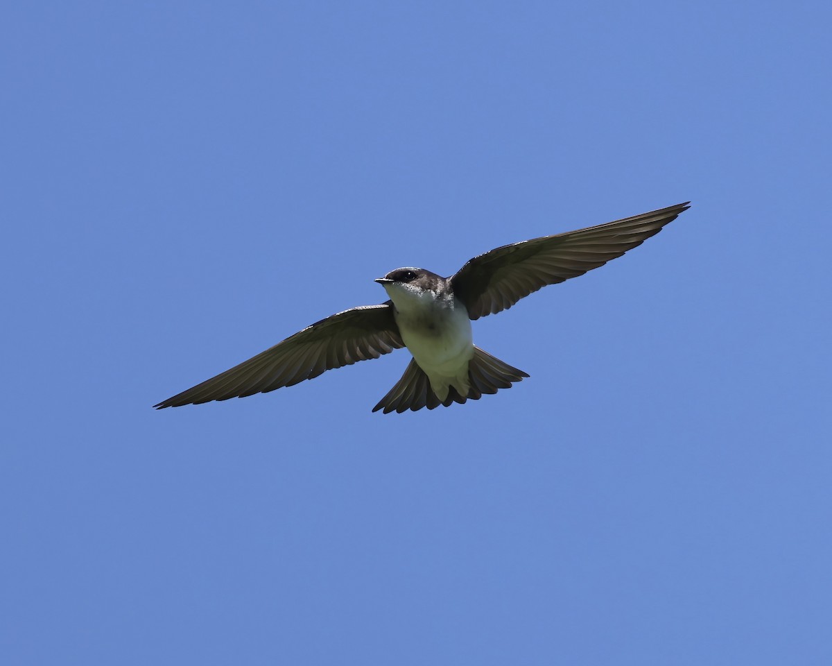 Tree Swallow - ML616947079