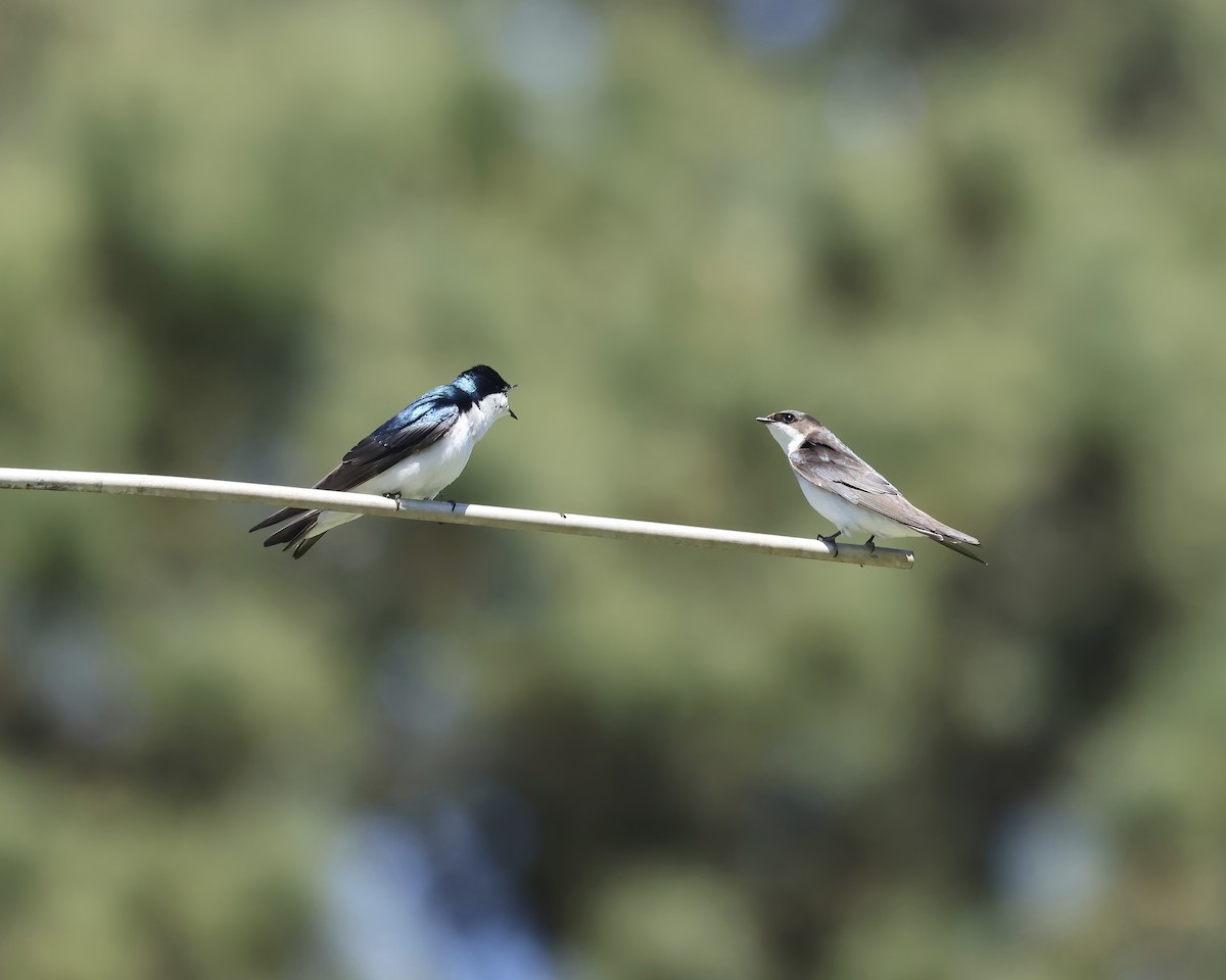 Tree Swallow - ML616947080