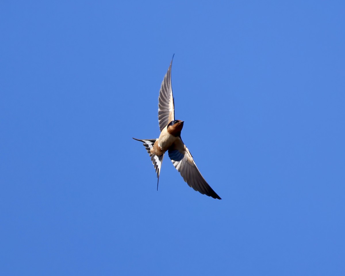 Barn Swallow - ML616947089