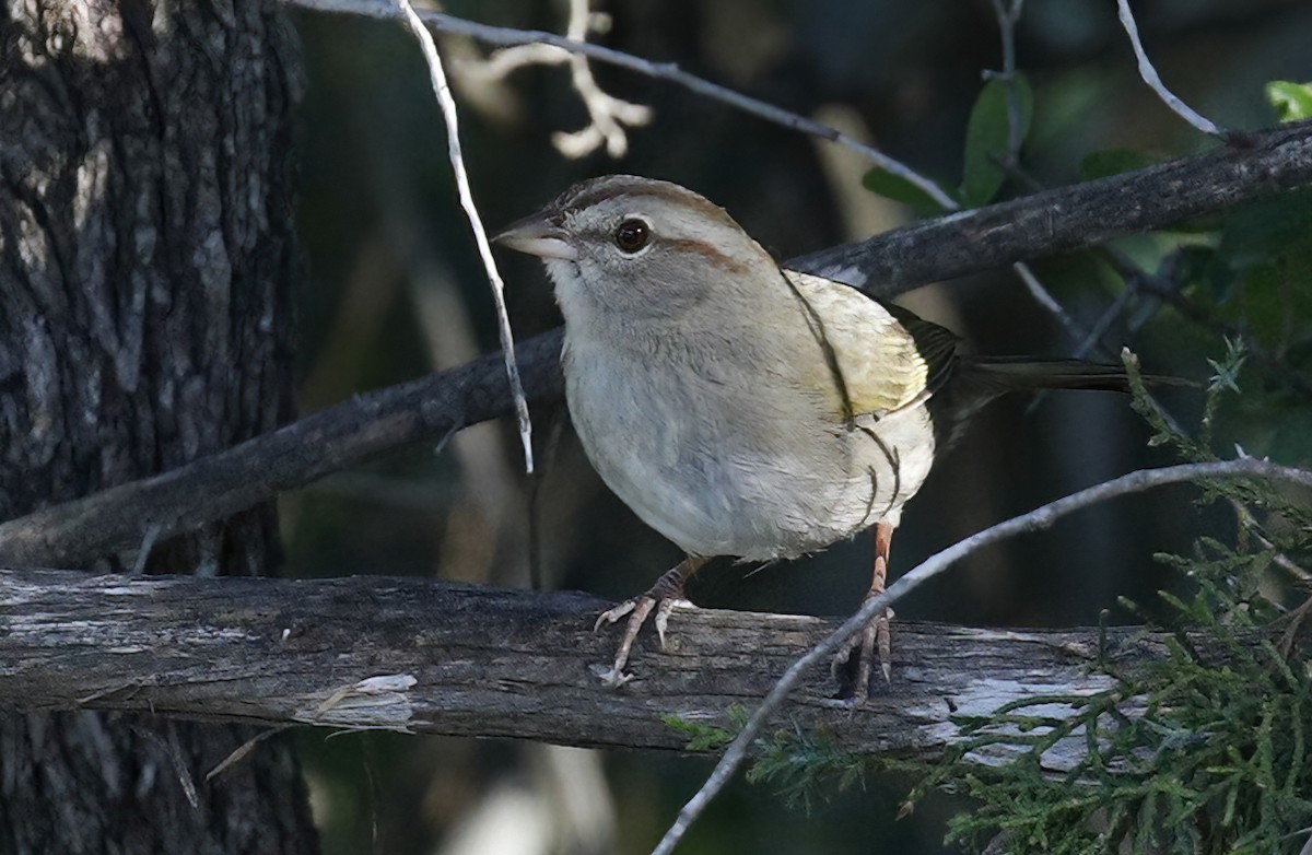 Olive Sparrow - ML616947094