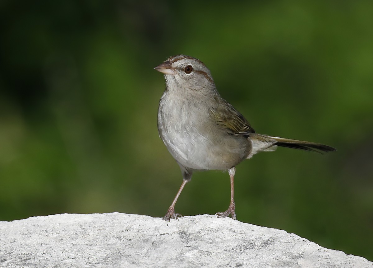 Olive Sparrow - ML616947095