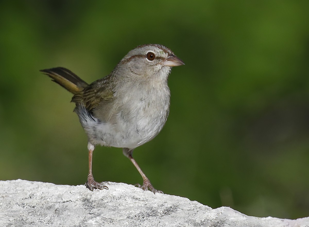 Olive Sparrow - ML616947096