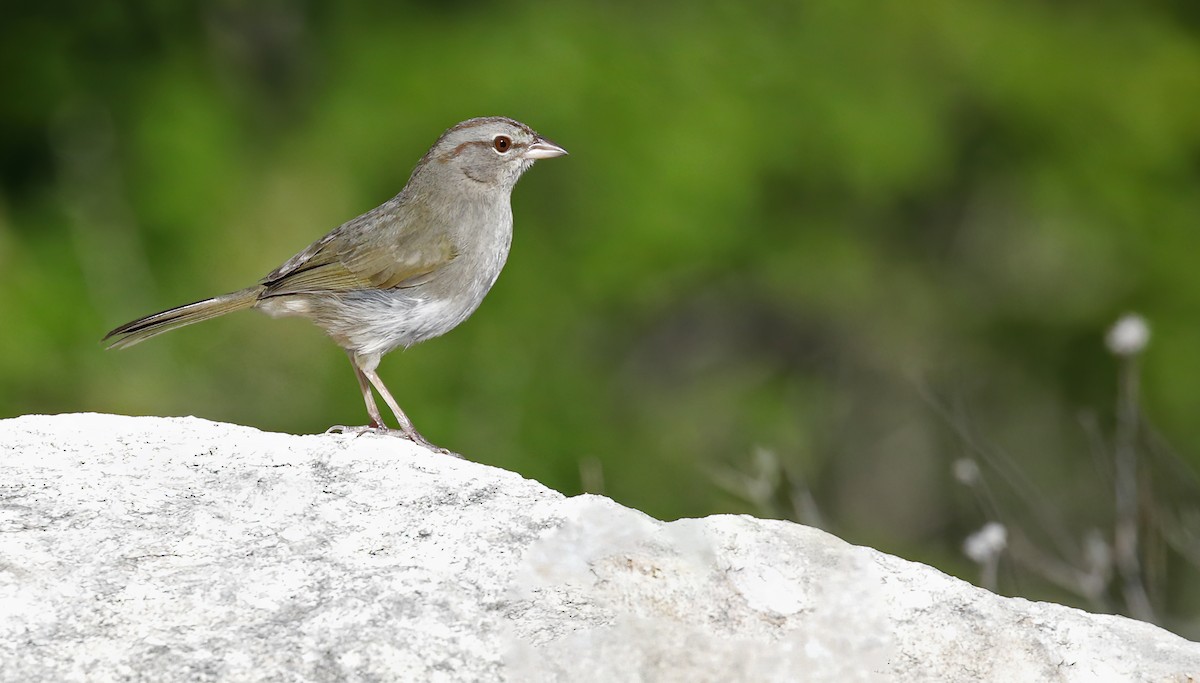 Olive Sparrow - ML616947099