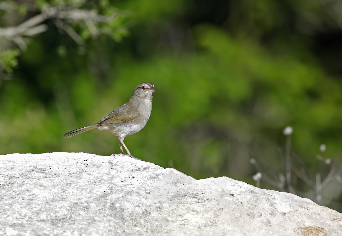 Olive Sparrow - ML616947100