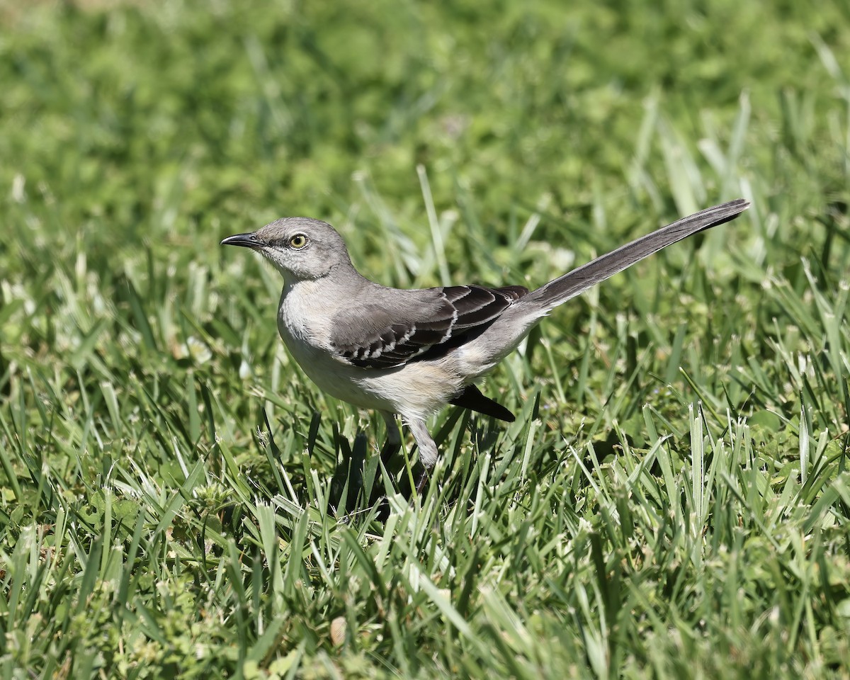 Northern Mockingbird - ML616947102