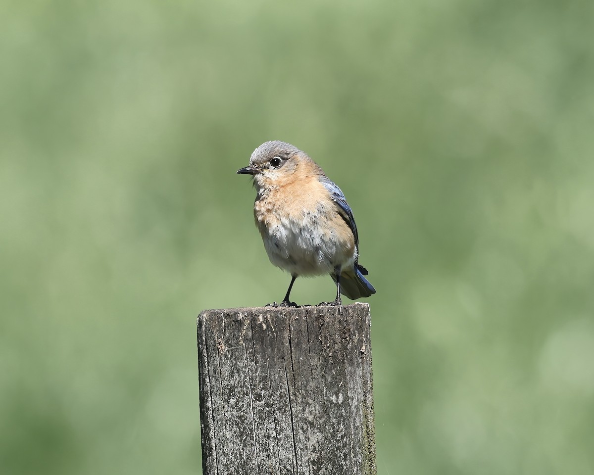 Eastern Bluebird - ML616947104