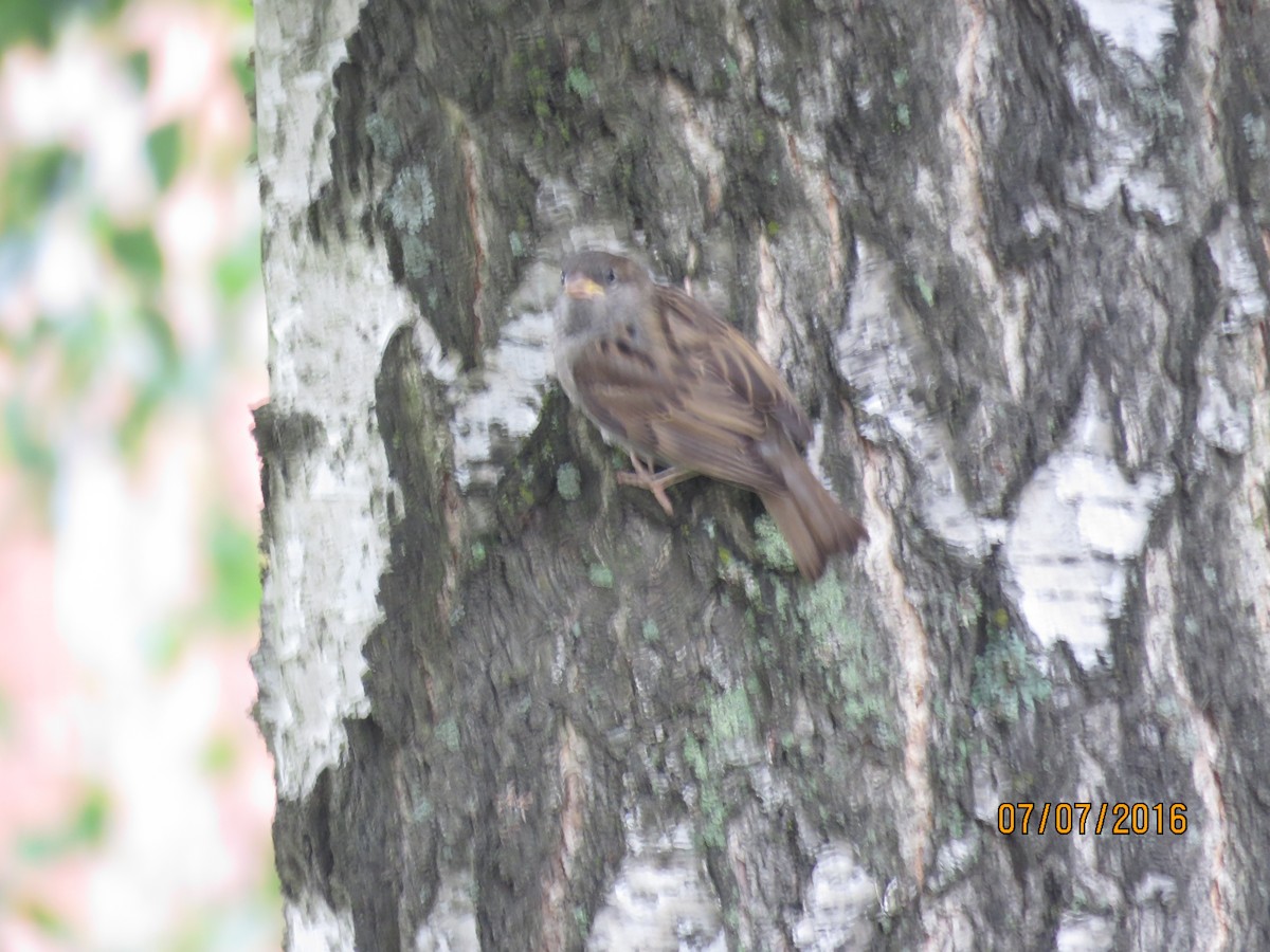 Eurasian Tree Sparrow - ML616947114