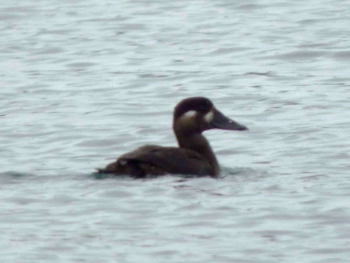 Surf Scoter - ML616947118