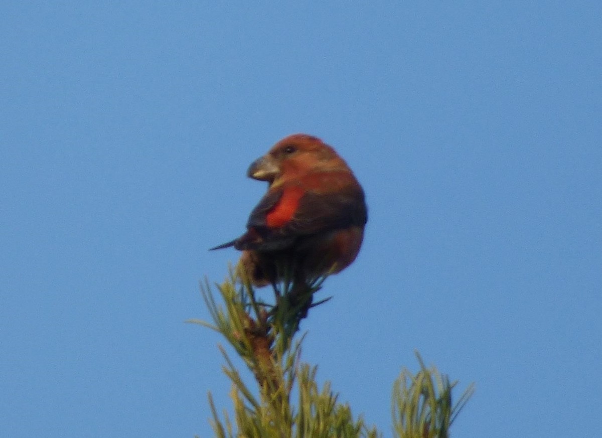 Parrot Crossbill - Barry Reed