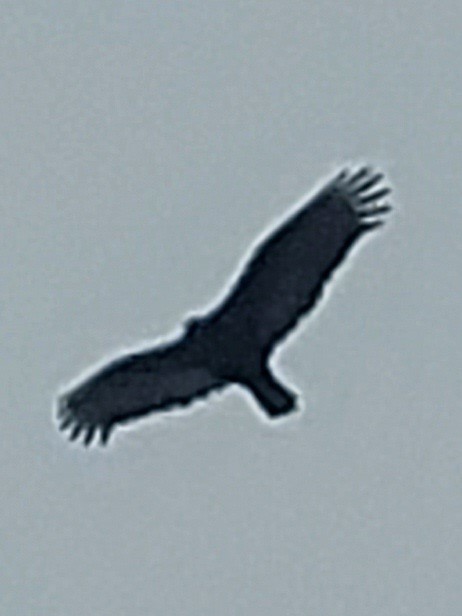 Turkey Vulture - ML616947191