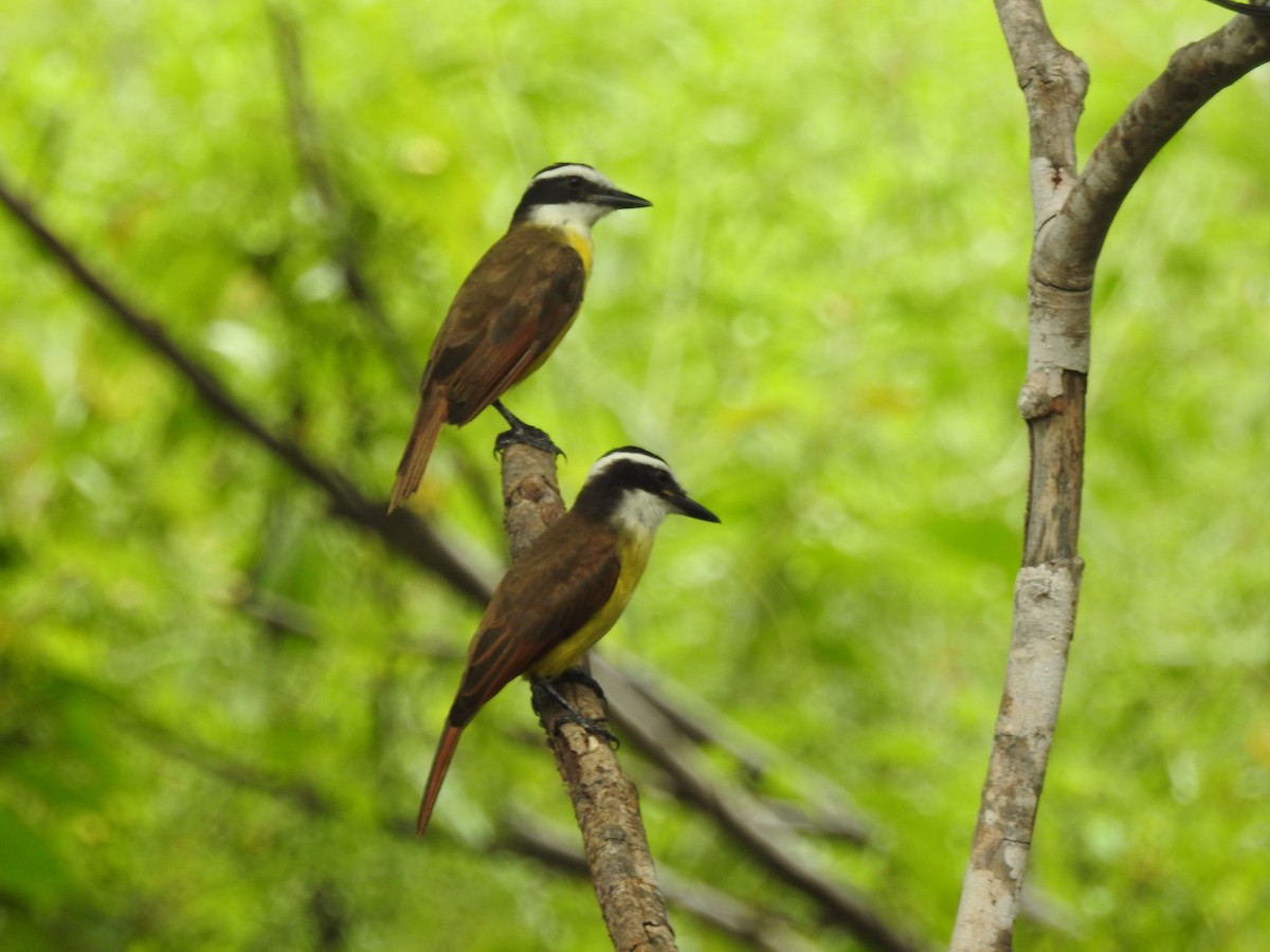 Great Kiskadee - ML616947198