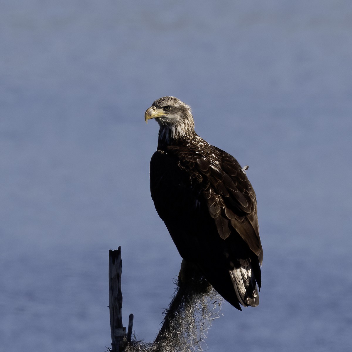 Bald Eagle - ML616947203