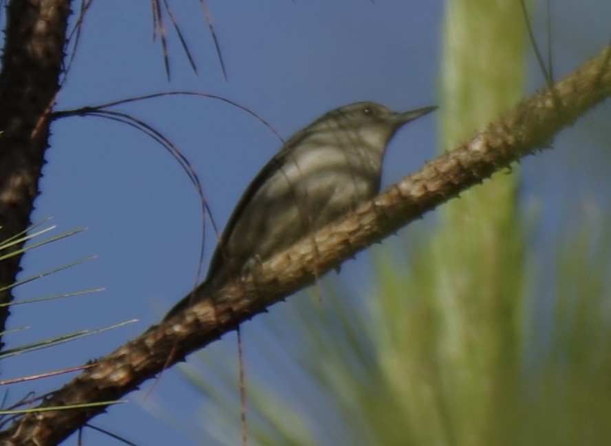 Chestnut-vented Nuthatch - ML616947216