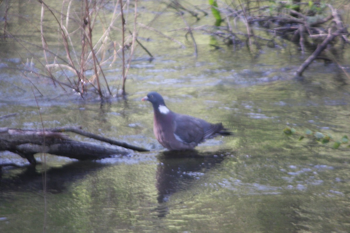 Common Wood-Pigeon - ML616947238