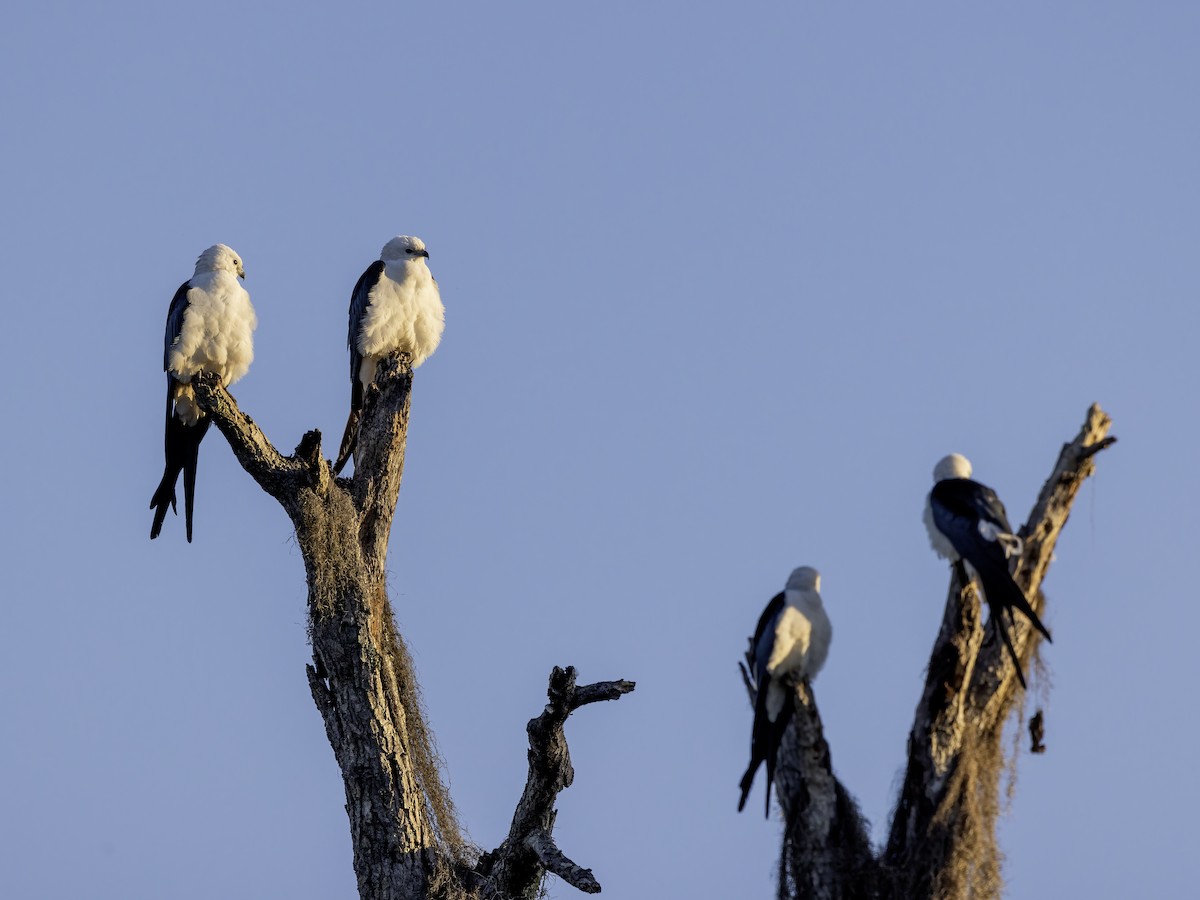 Swallow-tailed Kite - ML616947255