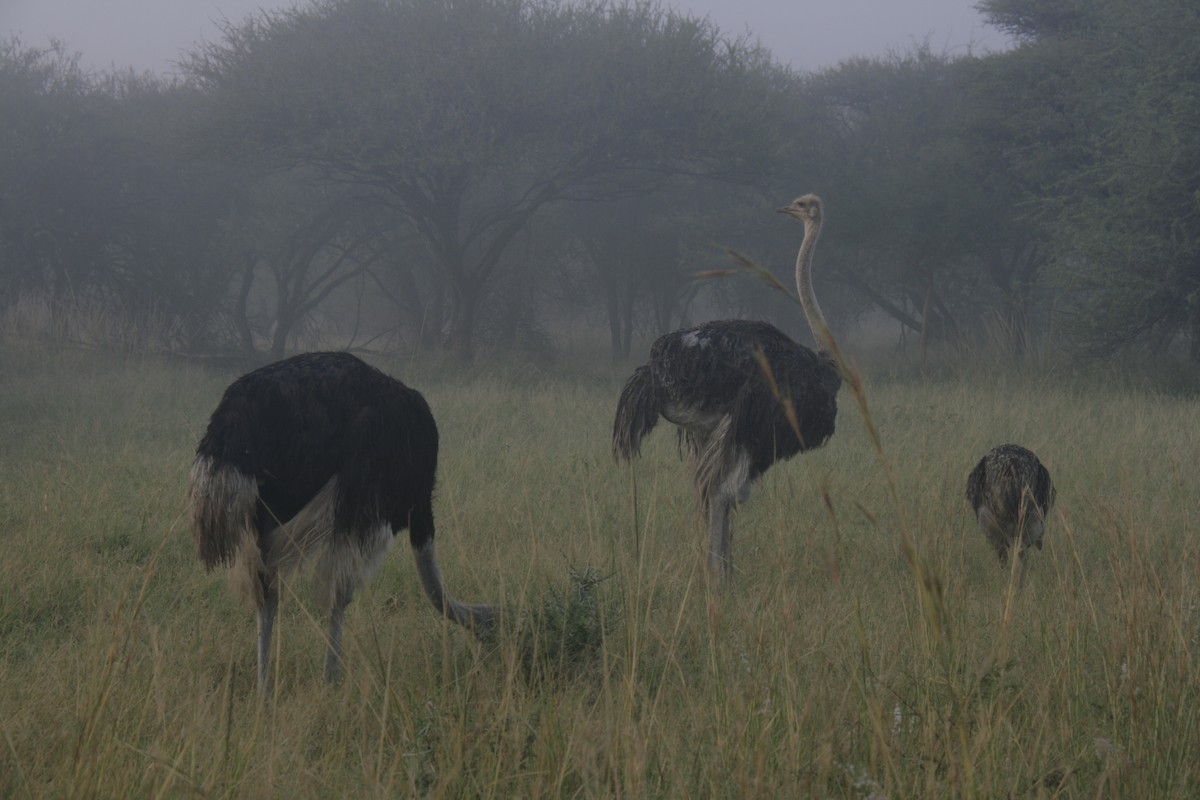 Common Ostrich - ML616947262