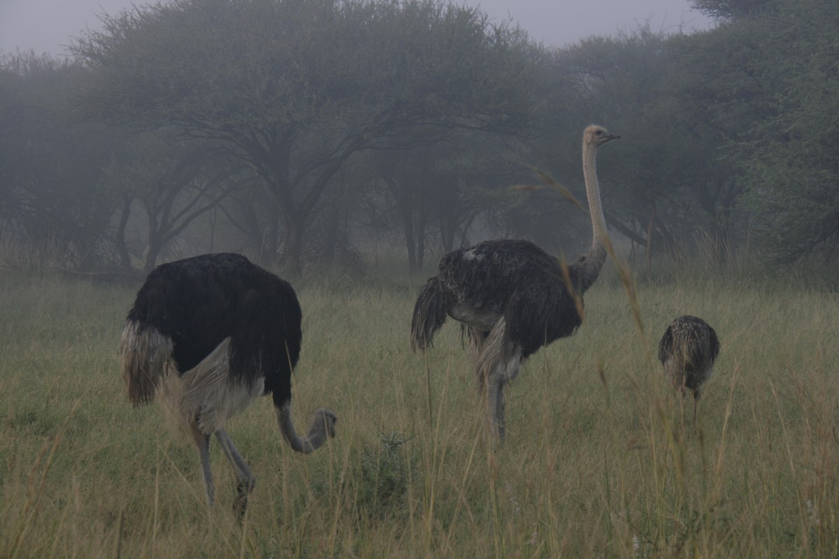 Common Ostrich - ML616947263