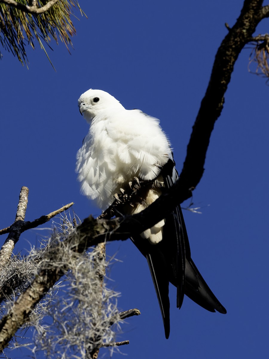 Swallow-tailed Kite - ML616947275