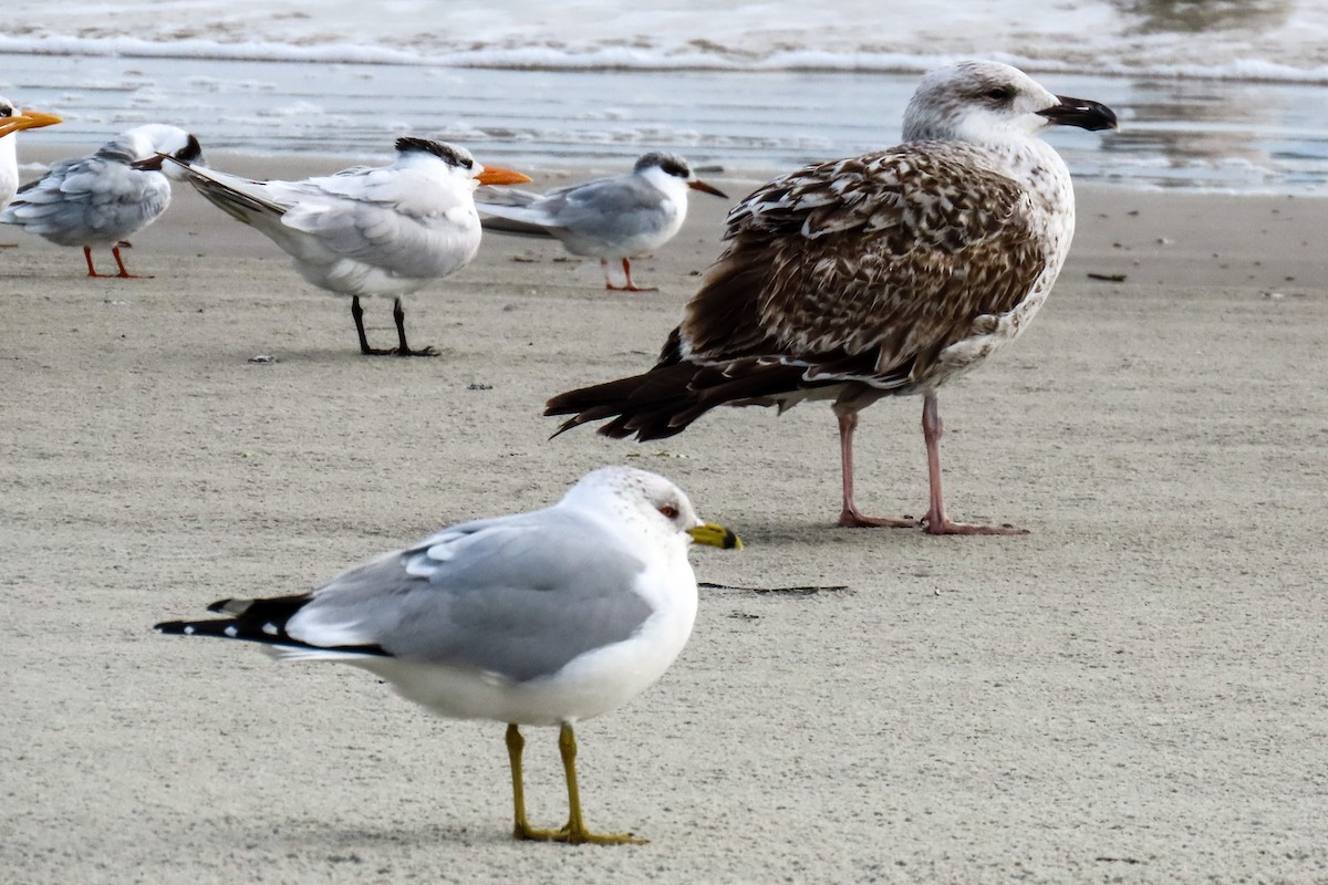 Ring-billed Gull - ML616947392