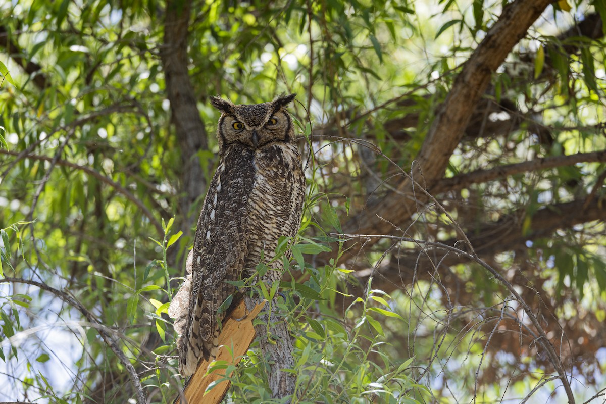 Great Horned Owl - ML616947424