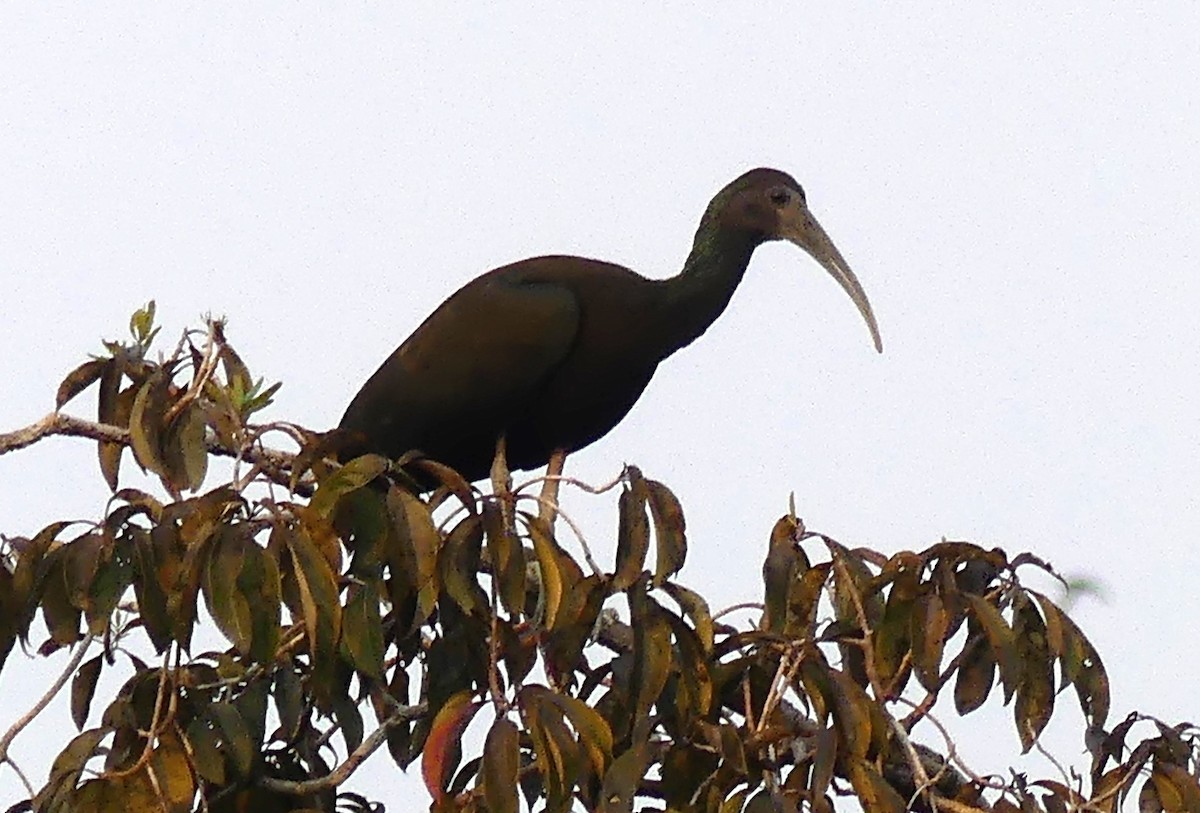 ibis zelený - ML616947428