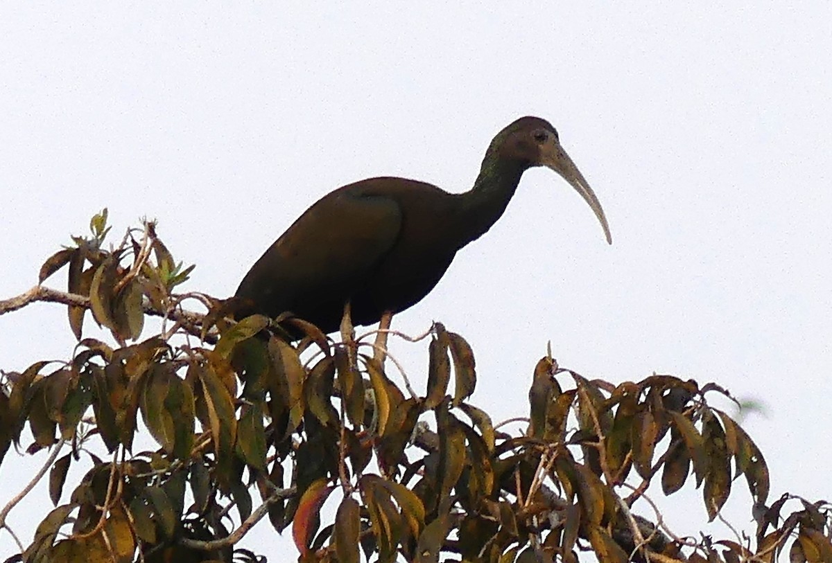 Green Ibis - ML616947428