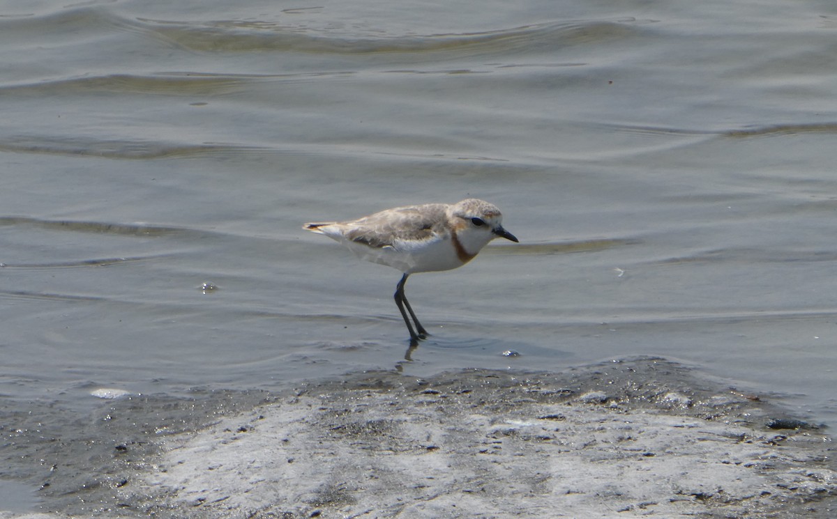 Chestnut-banded Plover - ML616947446