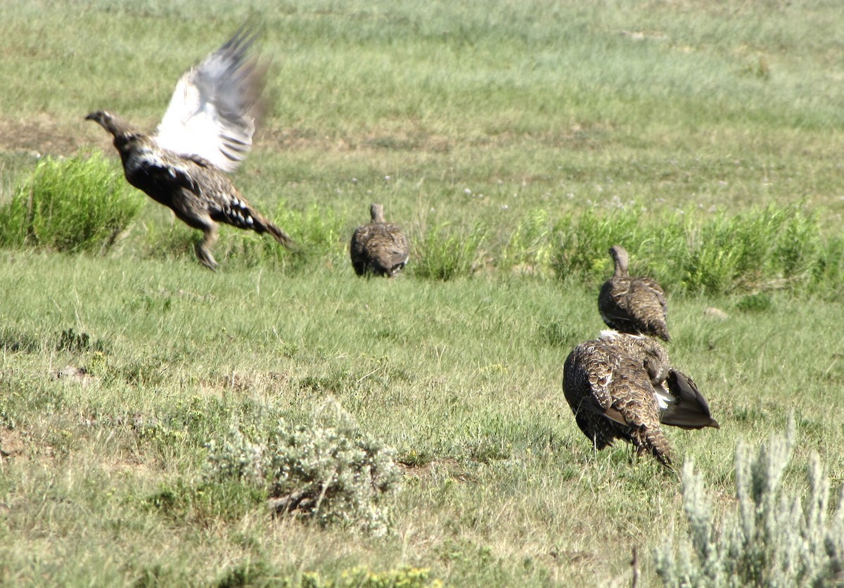 Greater Sage-Grouse - Sam Cooper