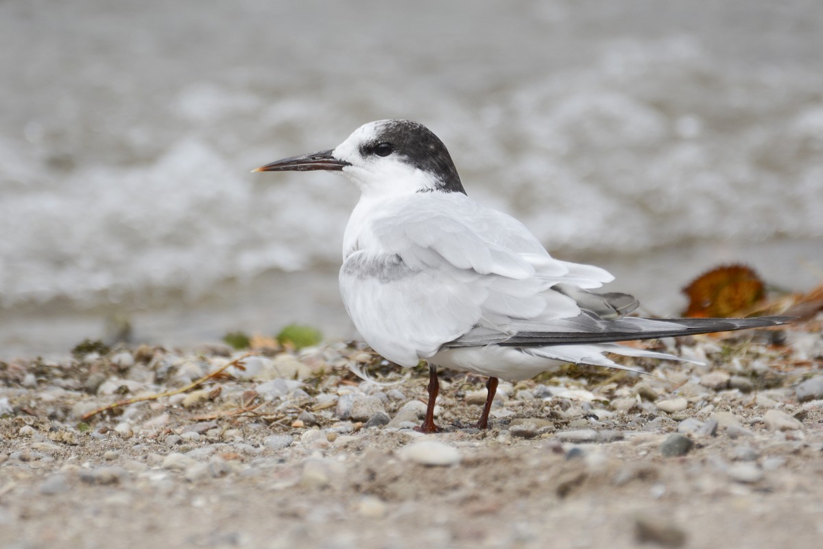 Common Tern - Jax Nasimok