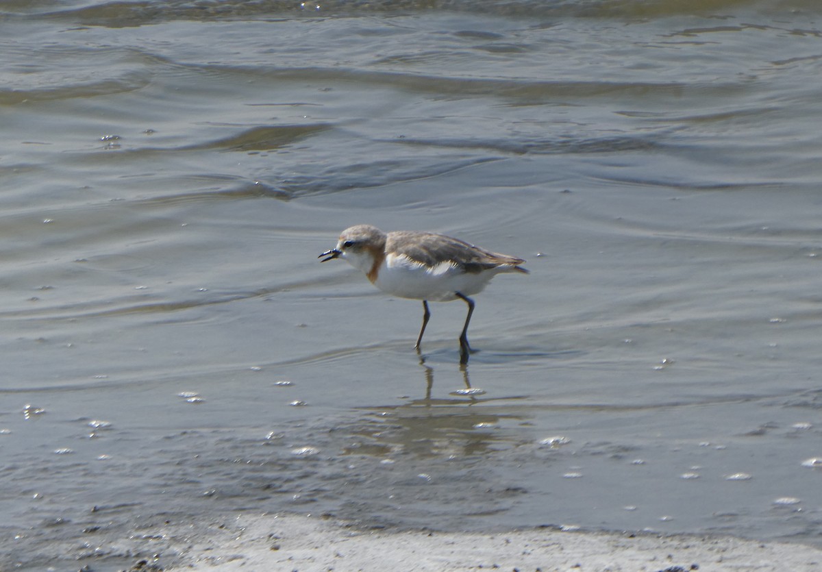 Chestnut-banded Plover - ML616947558