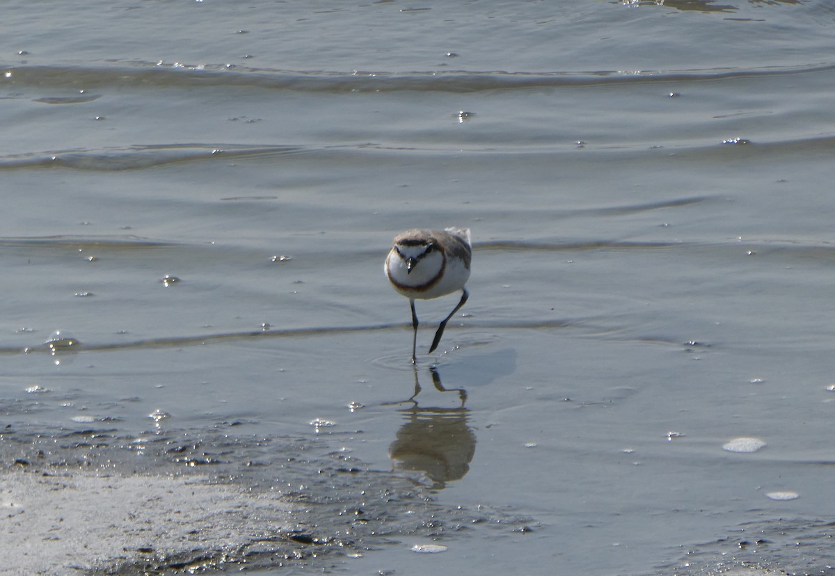 Chestnut-banded Plover - ML616947559