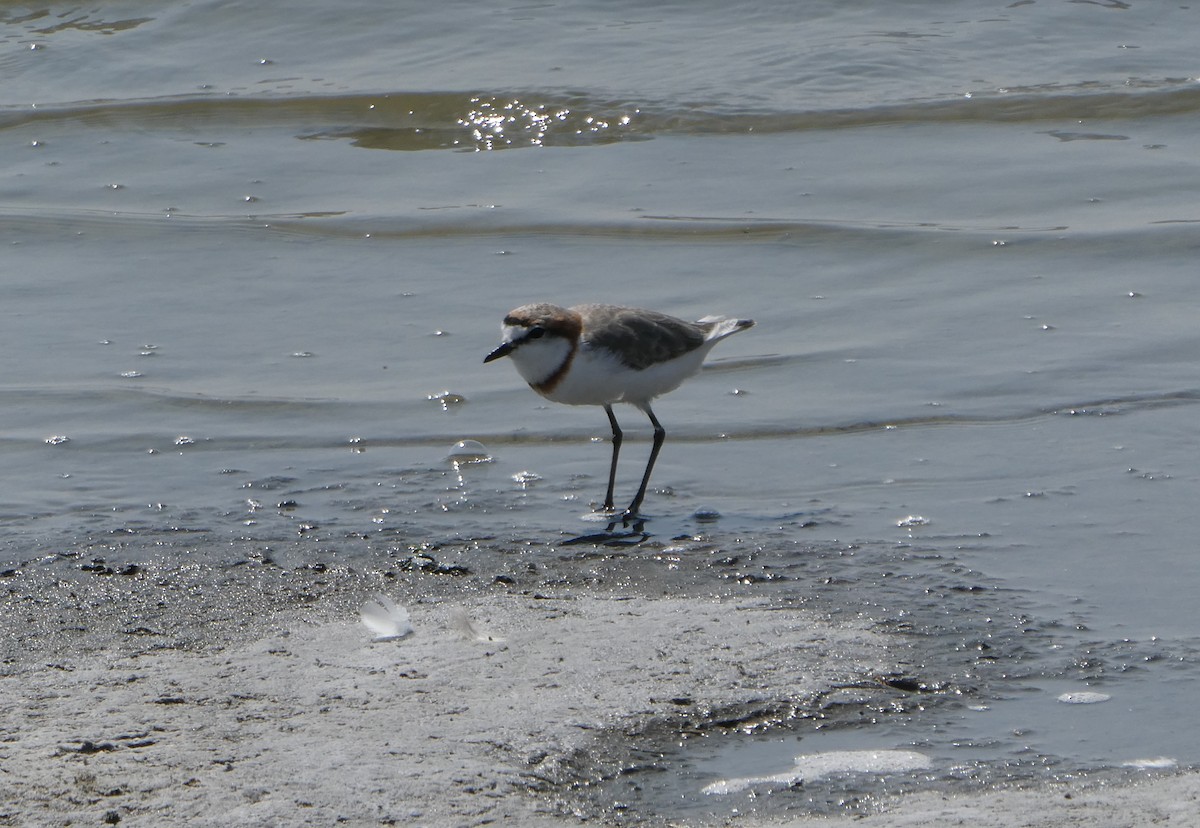 Chestnut-banded Plover - ML616947560