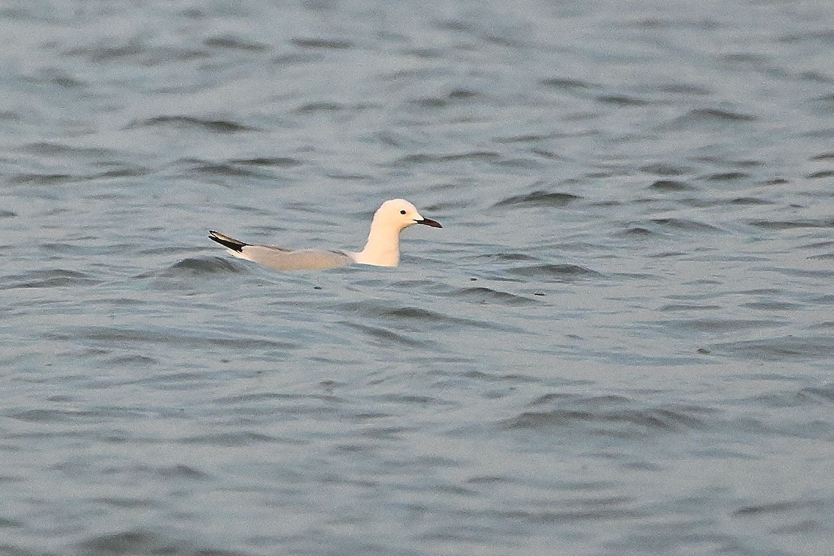 Slender-billed Gull - ML616947571