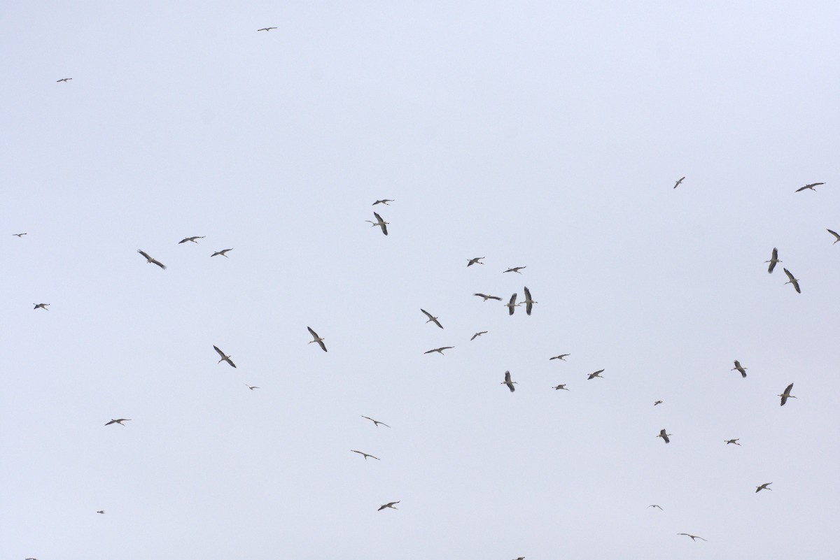 White Stork - ML616947573