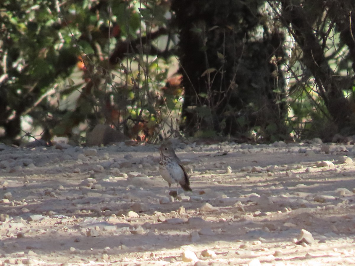 Hermit Thrush - ML616947586