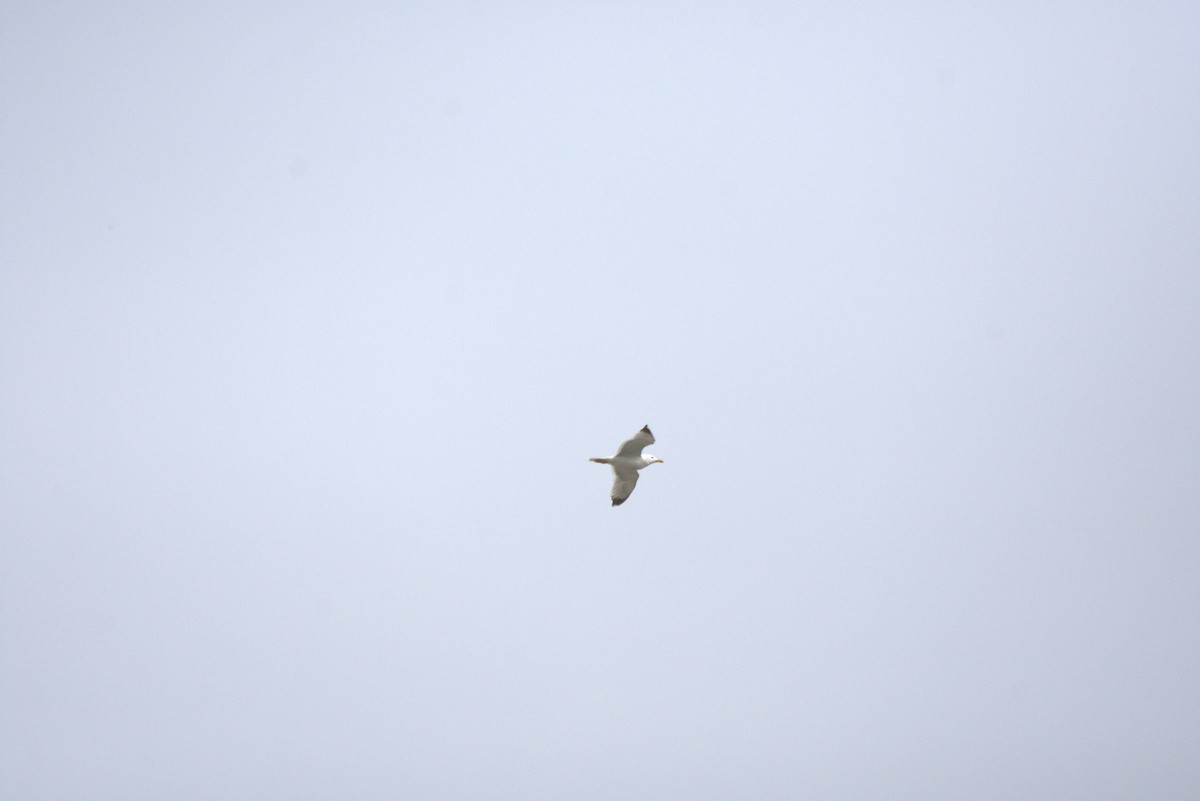 Yellow-legged Gull - ML616947589