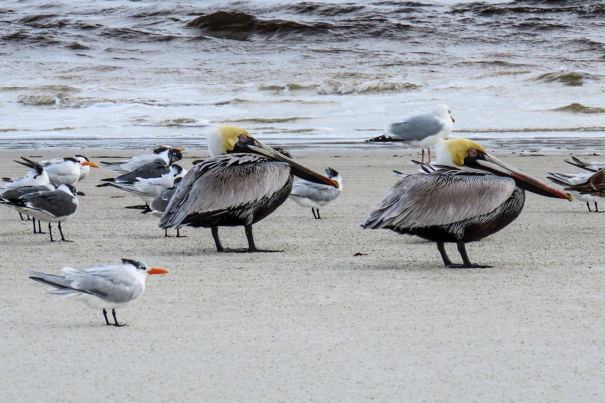 Brown Pelican - ML616947605