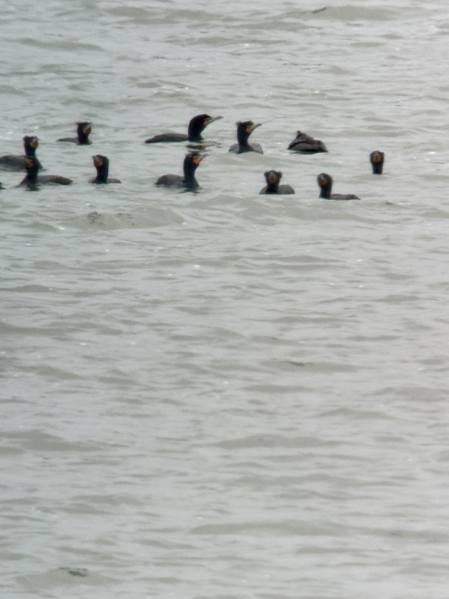 Double-crested Cormorant - Nita Irby