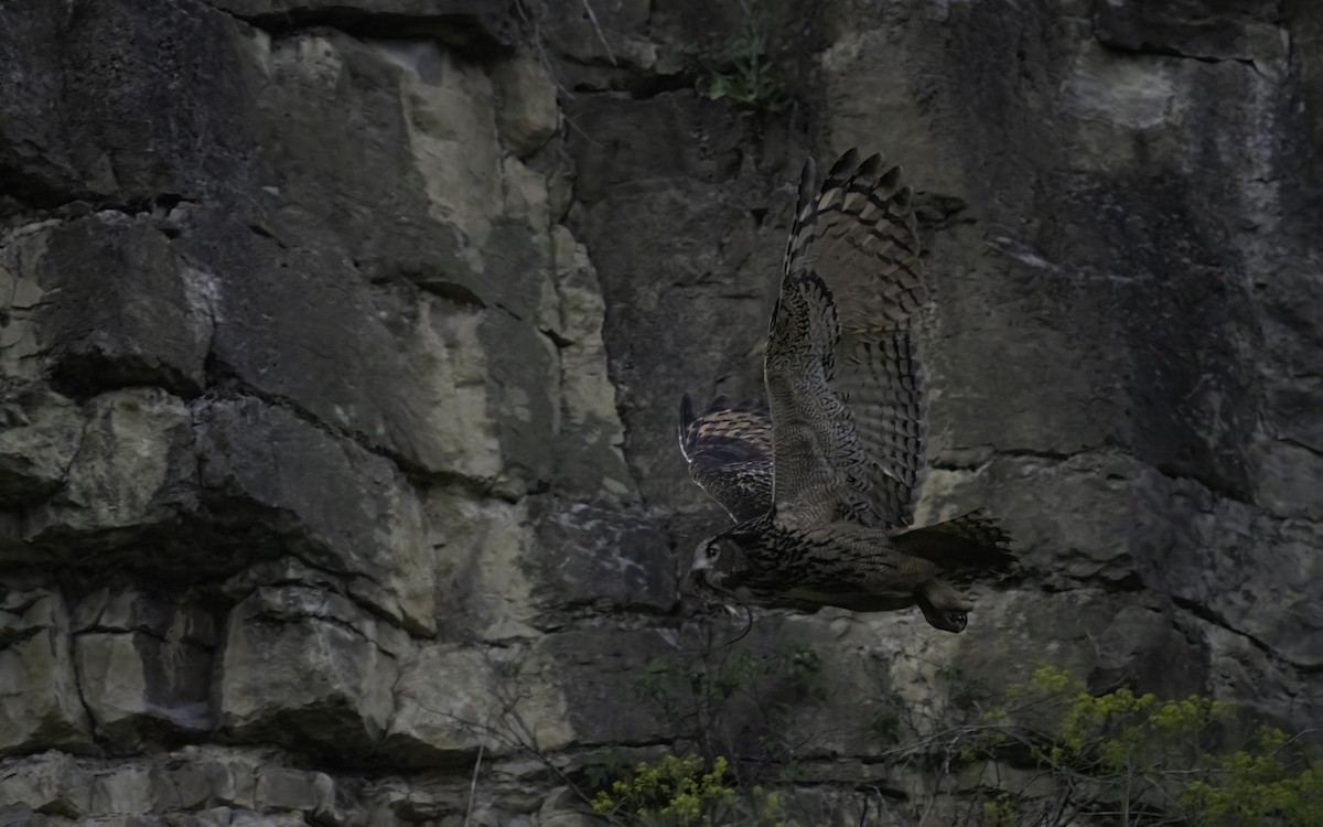 Eurasian Eagle-Owl - ML616947621