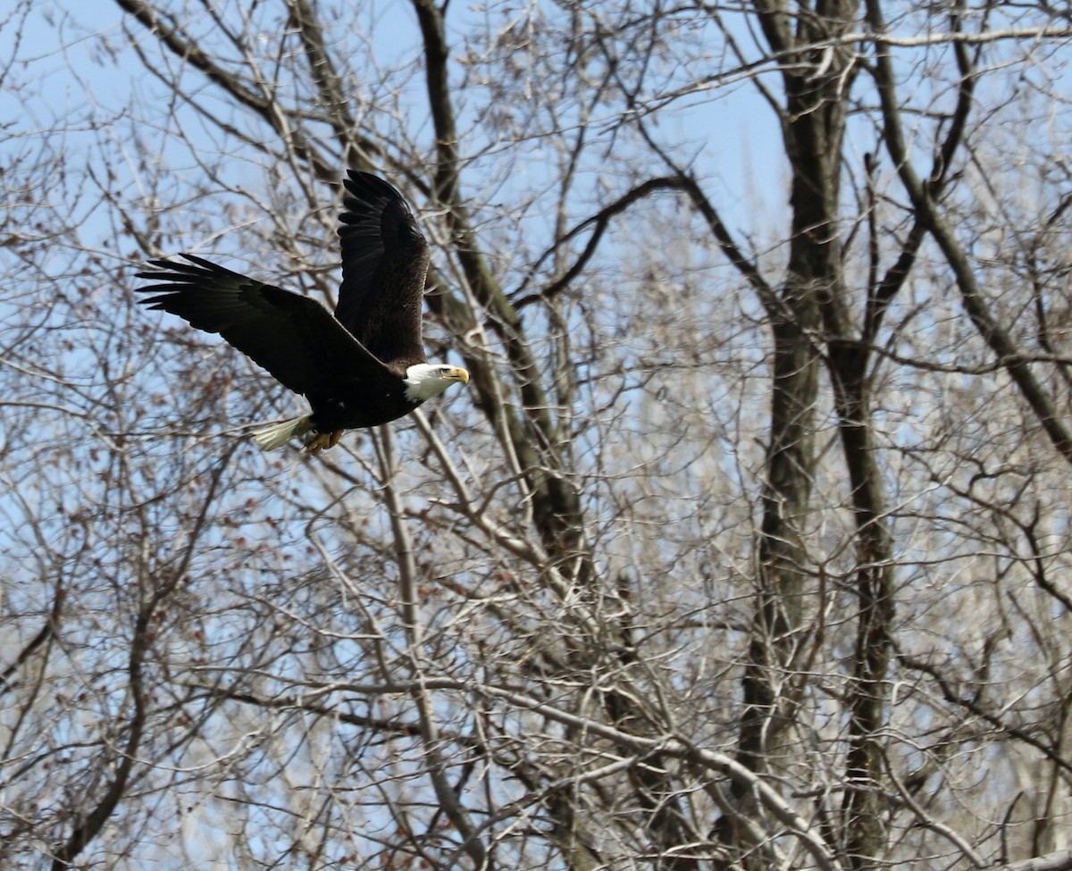 Bald Eagle - ML616947646