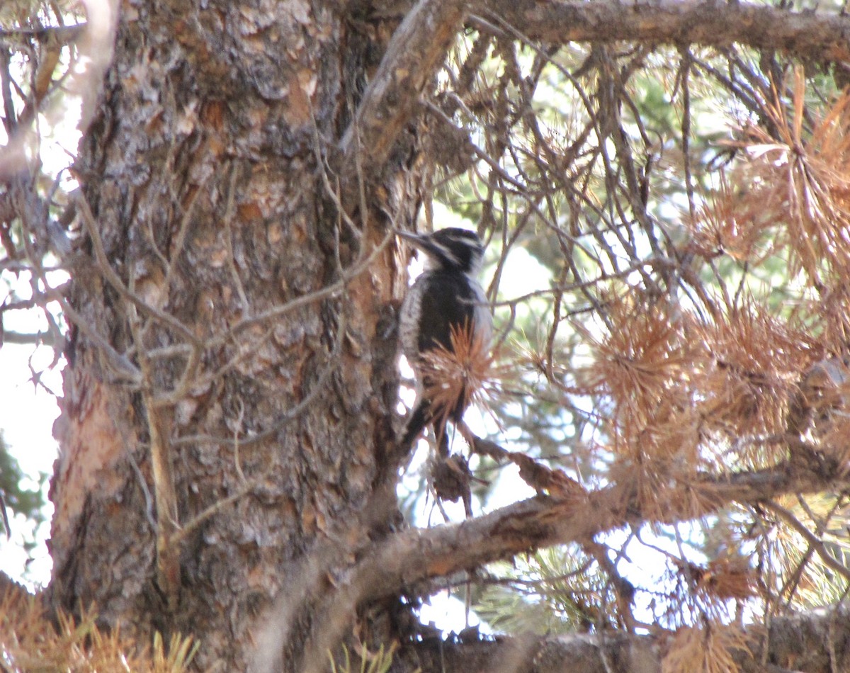 American Three-toed Woodpecker - Sam Cooper