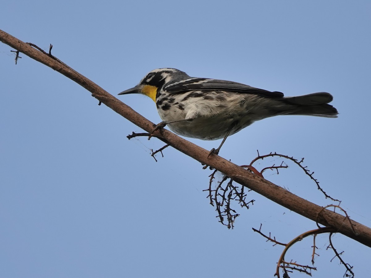 Yellow-throated Warbler - ML616947688