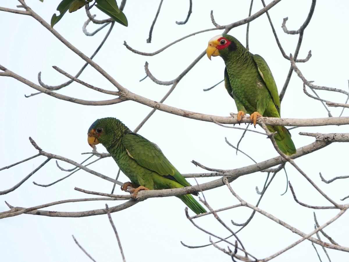 Yellow-lored Parrot - Liz Soria